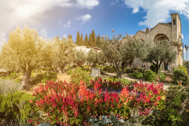 Jardim do Getsemani