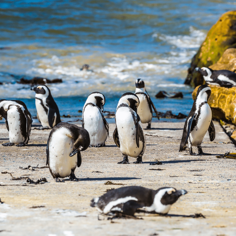Praia dos pinguins África